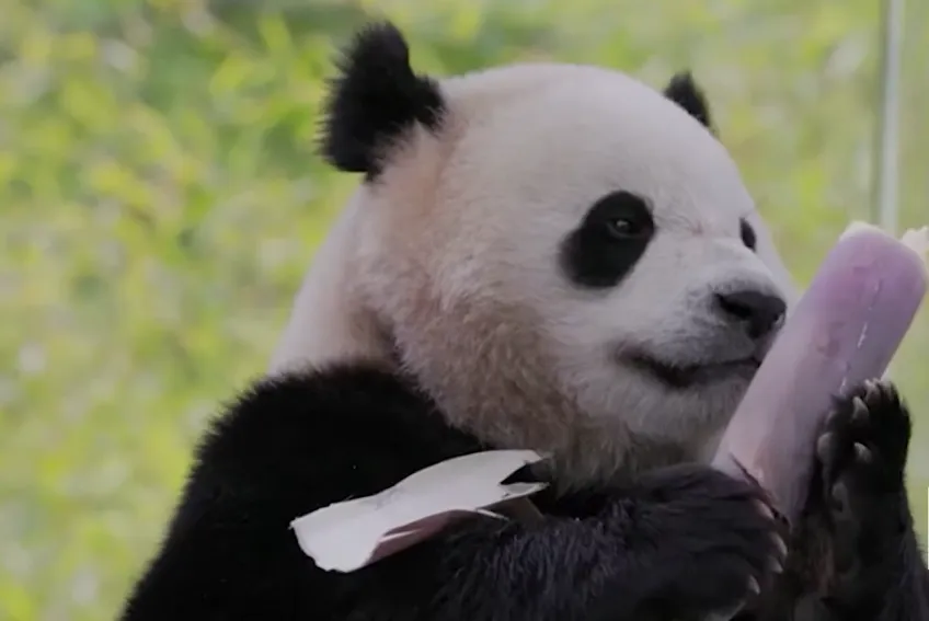 China enviará novos pandas gigantes para os EUA, anuncia Xi Jinping